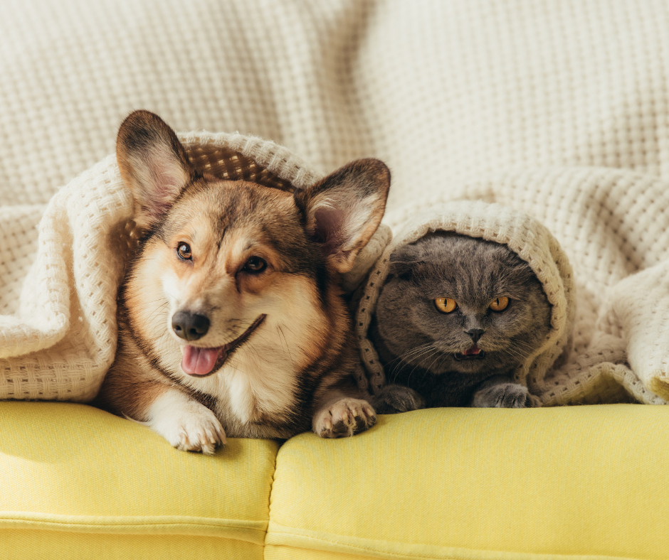The Benefits of Pets for Wellbeing
